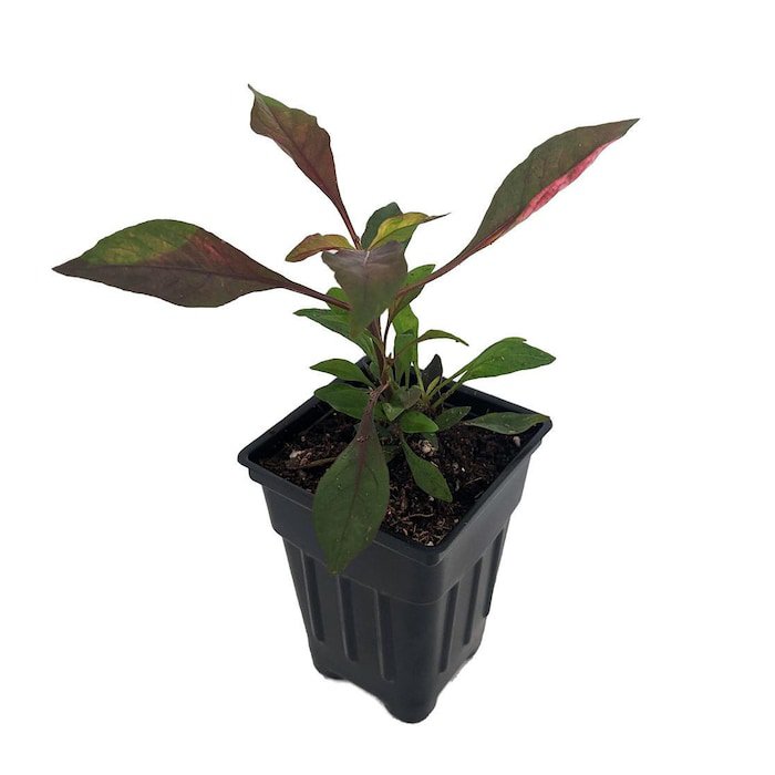 Biblical Red St Josephs Coat Plant Alternanthera Easy Houseplant 2.5 inch Pot