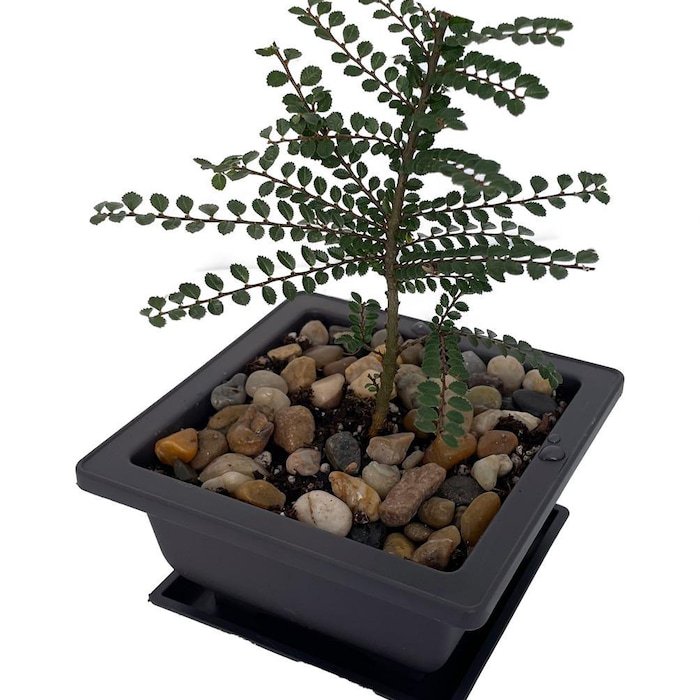 Seiju Dwarf Chinese Elm Ulmus Parvifolia 4.7 inch Square Bonsai Pot And Saucer