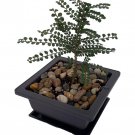 Seiju Dwarf Chinese Elm Ulmus Parvifolia 4.7 inch Square Bonsai Pot And Saucer