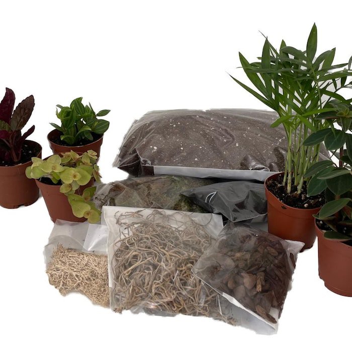 Terrarium Kit With 5 Terrarium Plants In 2 inch Pots