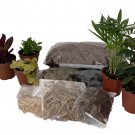 Terrarium Kit With 5 Terrarium Plants In 2 inch Pots