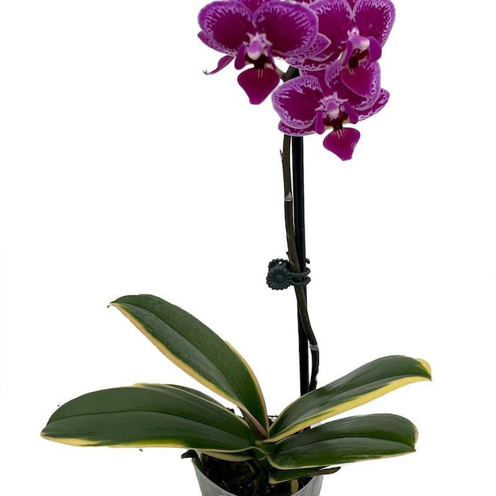 Chia E Yenlin Phalaenopsis Variegata Orchid Variegated Leaves 3.5 inch Pot