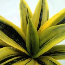 Gold Flame Snake Plant Sanseveria Impossible To Kill 4 inch Pot