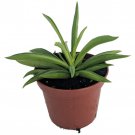 Happy Green Bean Peperomia Peperomia Ferreyrae 2.5 inch Pot