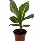 Sterling Dieffenbachia Plant 2.5 inch Pot