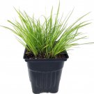 Golden Dwarf Sweet Flag Plant Acorus Terrarium Fairy Garden 2.5 inch Pot