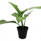 Tropic Snow Dieffenbachia Plant 3.5 inch Pot