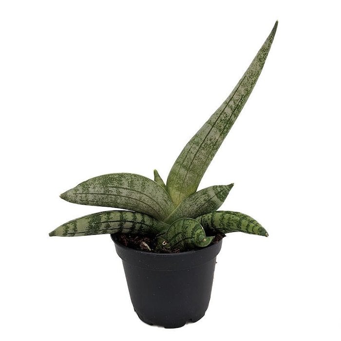 Rare Starfish Snake Plant Sanseveria Boncellensis 2 inch Pot Easy Succulent