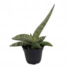 Rare Starfish Snake Plant Sanseveria Boncellensis 2 inch Pot Easy Succulent