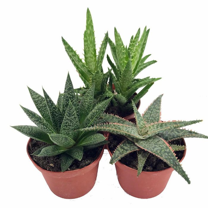 3 Different Aloe Plants Easy House Plant 3 inch Pots