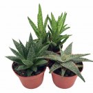 3 Different Aloe Plants Easy House Plant 3 inch Pots