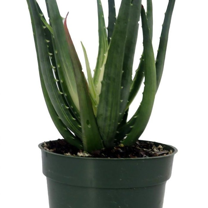 Solar Flare Aloe Plant 4 inch Pot