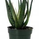 Solar Flare Aloe Plant 4 inch Pot