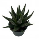 Universe Haworthia Succulent Plant Low Maintenance 2.5 inch Pot