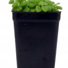 Pillow Plant Plectranthus Prostratus 2.5 inch Pot