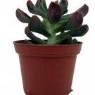 Dark Vader Echeveria Easy Houseplant 3 inch Pot