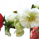 Double Take Flowering Quince Collection 3 Plants 4 inch Pots Scarlet White Peach