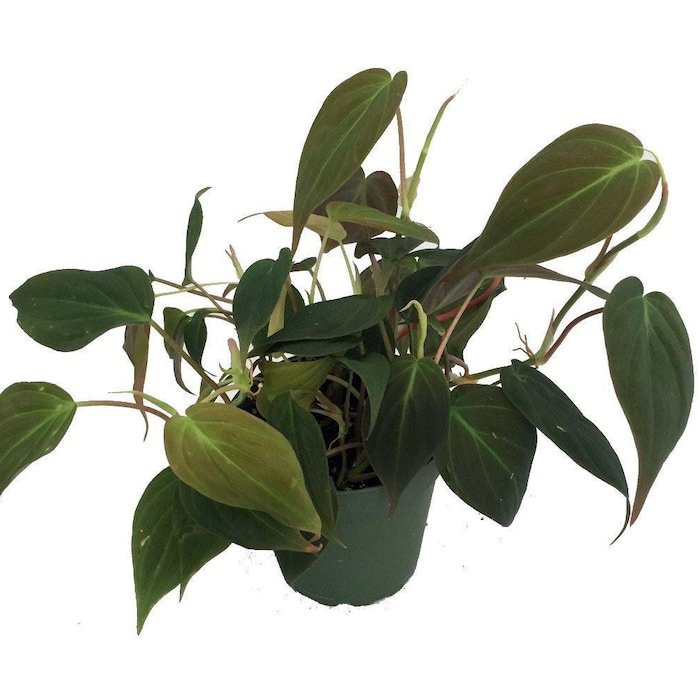 Rare Velvet Leaf Bronze Micans Vine Philodendron 4 inch Pot Collectors Series