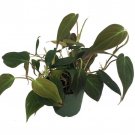 Rare Velvet Leaf Bronze Micans Vine Philodendron 4 inch Pot Collectors Series