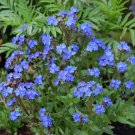 Blue Angel Forget Me Not Perennial Plant Anchusa 4 inch Pot