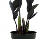 Rare Black Raven Zz Plant Zamioculcas Zamiifolia 4 inch Pot Collectors Worlds Easiest House Plant