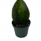 Shark Fin Snake Plant Whale Fin Sanseveria Masoniana 4 inch Pot Collectors