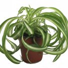 Bonnie Curly Spider Plant Easy Cleans The Air 4 inch Pot Grown By Gardens
