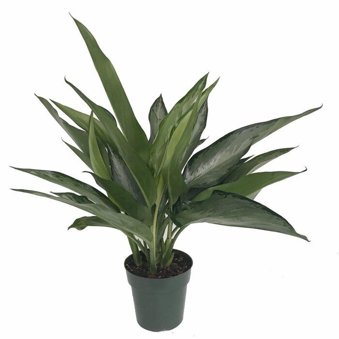 Silver Bay Chinese Evergreen Plant Aglaonema Low Light 6 inch Pot