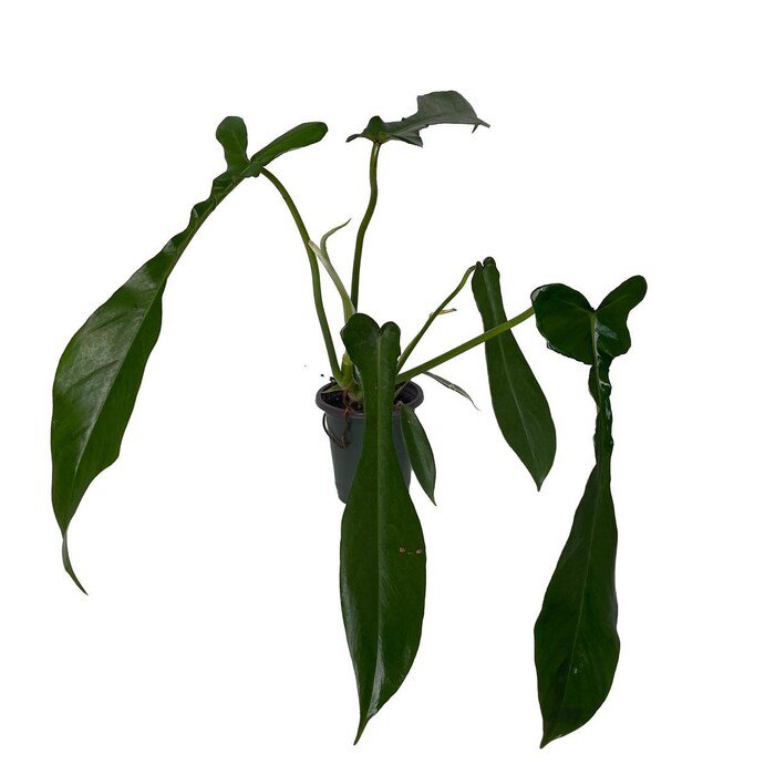 Joepii Philodendron 4 inch Pot Trending Collectors Series