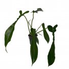 Joepii Philodendron 4 inch Pot Trending Collectors Series