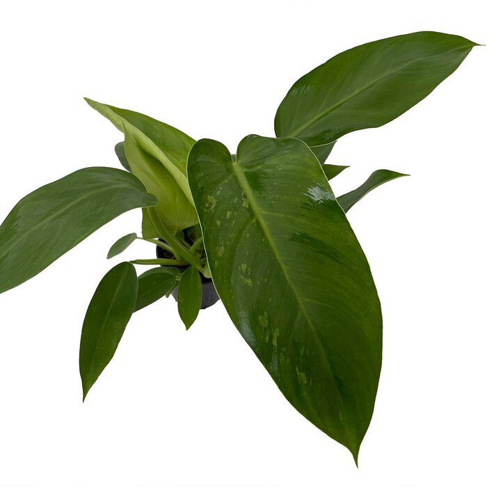 Rare Jose Buono Philodendron 4 inch Pot Collectors Series