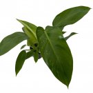 Rare Jose Buono Philodendron 4 inch Pot Collectors Series