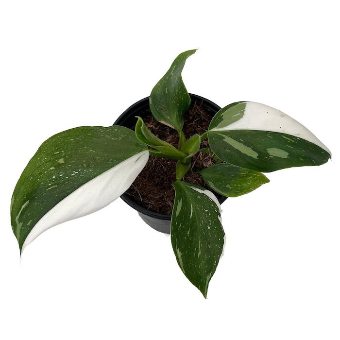 White Wizard Philodendron 4 inch Pot Collectors Series