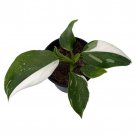 White Wizard Philodendron 4 inch Pot Collectors Series