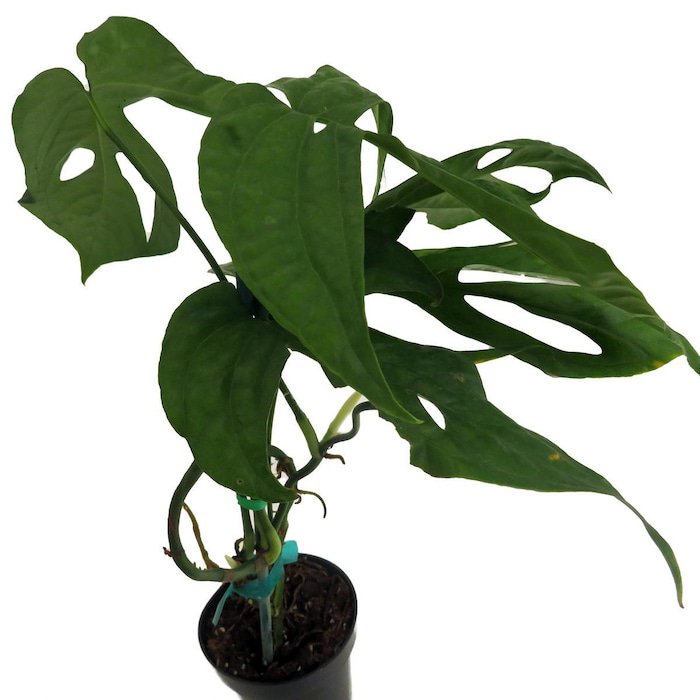Philodendron Amydrium Medium Spider Man Green 3 inch Pot