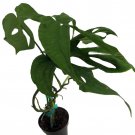 Philodendron Amydrium Medium Spider Man Green 3 inch Pot