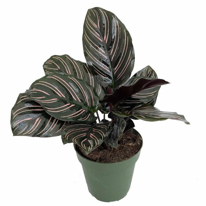 Pin Stripe Prayer Plant Calathea Ornata Easy House Plant 4 inch Pot Live Plant