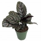 Pin Stripe Prayer Plant Calathea Ornata Easy House Plant 4 inch Pot Live Plant