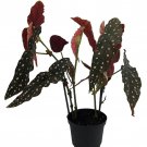 Rare Polka Dot Bat Wing Begonia Plant Begonia Maculata 4 inch Pot