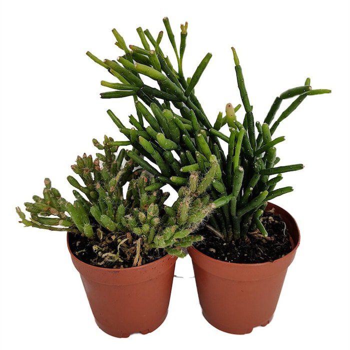 Drunkards Dream Cactus Spice Cactus Rhipsalis 2 inch Pots 2 Pack