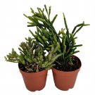 Drunkards Dream Cactus Spice Cactus Rhipsalis 2 inch Pots 2 Pack