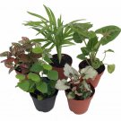 Terrarium Fairy Garden Plants 5 Plants In 2 inch Pots