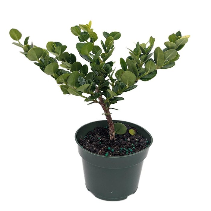 Dwarf Natal Plum Tree Carissa Macrocarpa 4 inch Pot