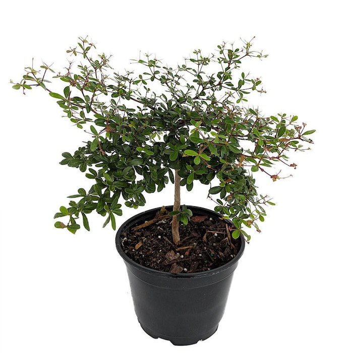 Dwarf Black Olive Tree Indoors Or Out 4 inch Pot Bucida Spinosa