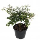 Dwarf Black Olive Tree Indoors Or Out 4 inch Pot Bucida Spinosa