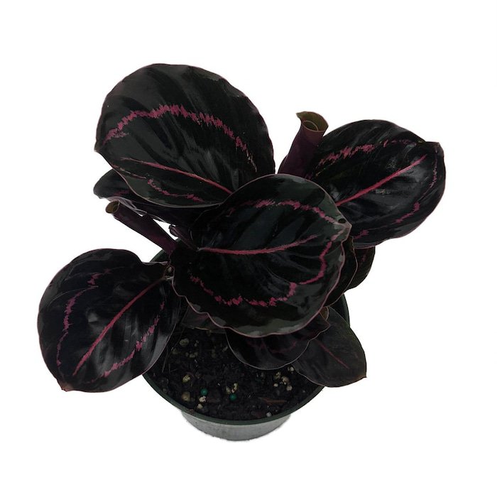 Dottie Rose Painted Prayer Plant Calathea Roseopicta Dottie Easy 4 inch Pot