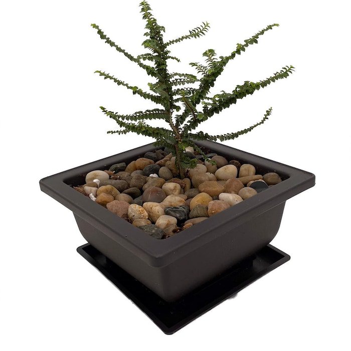 Hokkaido Dwarf Chinese Elm Ulmus Parvifolia 4.7 inch Square Bonsai Pot And Saucer