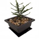 Hokkaido Dwarf Chinese Elm Ulmus Parvifolia 4.7 inch Square Bonsai Pot And Saucer