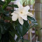 Double Heavenscent Tahitian Gardenia Intoxicating Scent 4 inch Pot