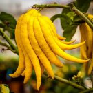 Buddhas Hand Citrus Tree Indoors Out No Ship To Tx Fl Az Ca La Hi 5 inch Pot